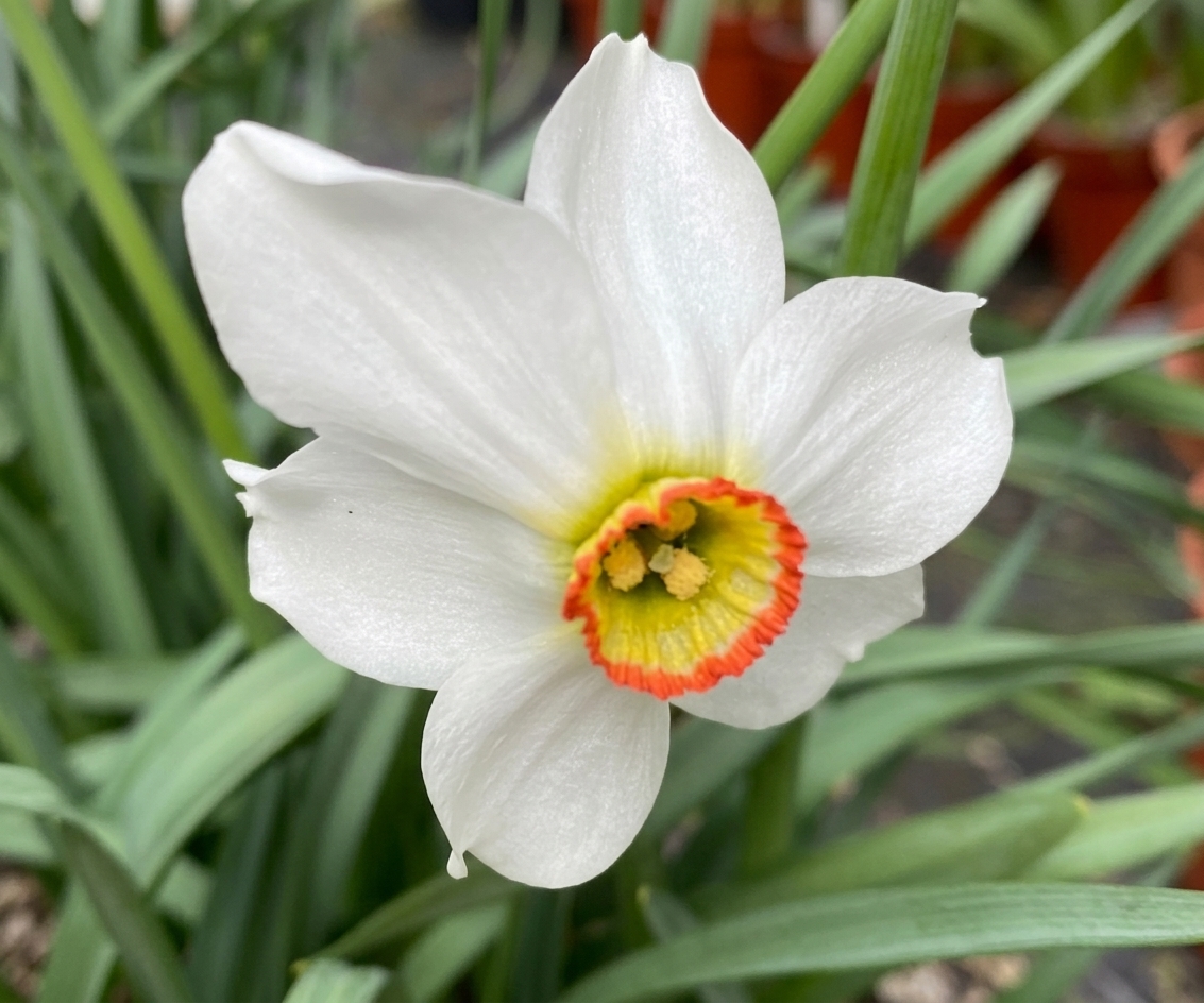 Narcissus poeticus 'Recurvus'